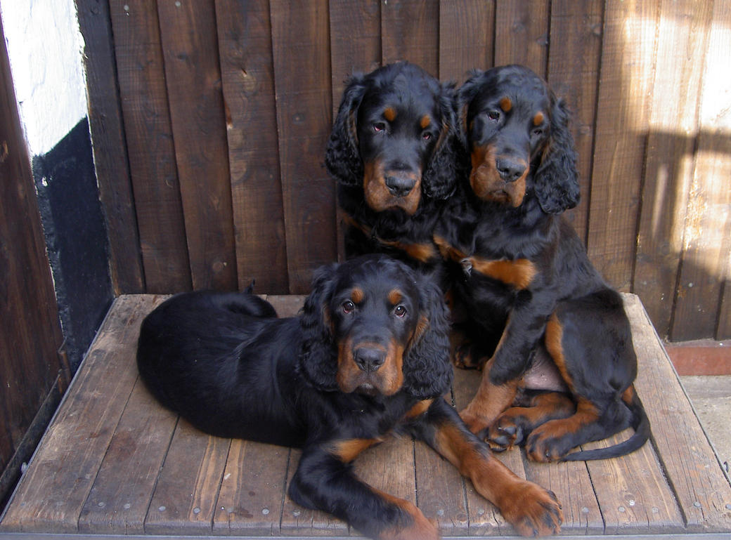 Picture of three gorgeus Gordon Setter puppies 