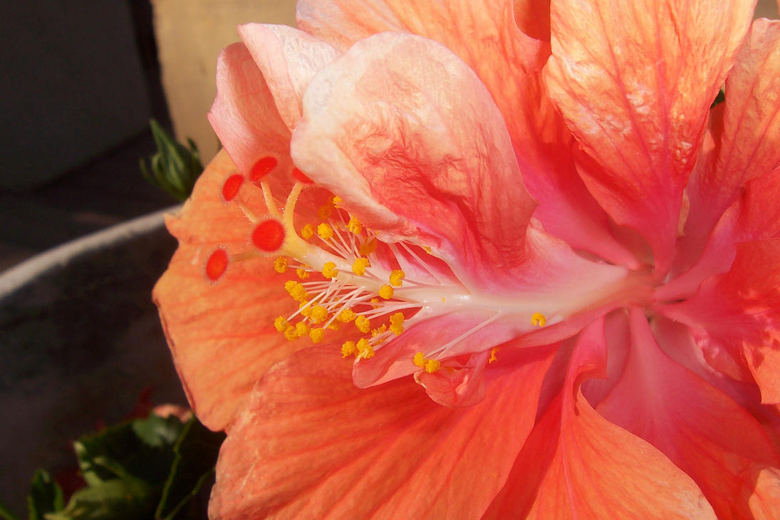 Peach Hibiscus Flower 3 by