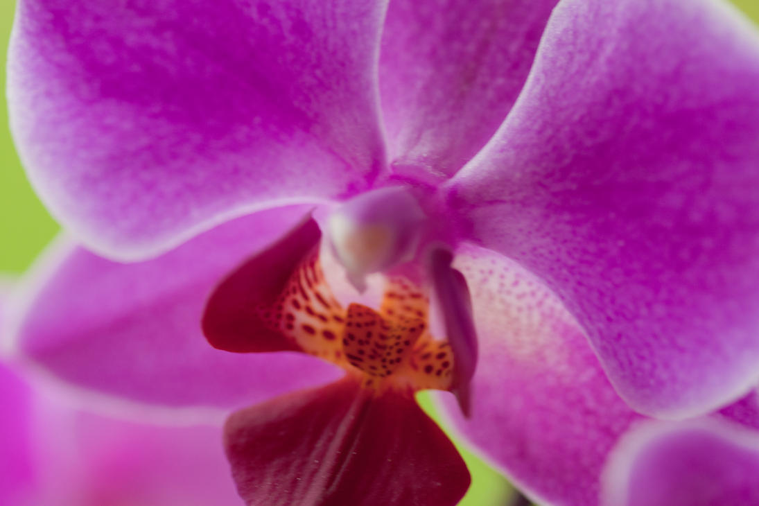 orchids_6_by_sy_accursed-d46ig9r.jpg