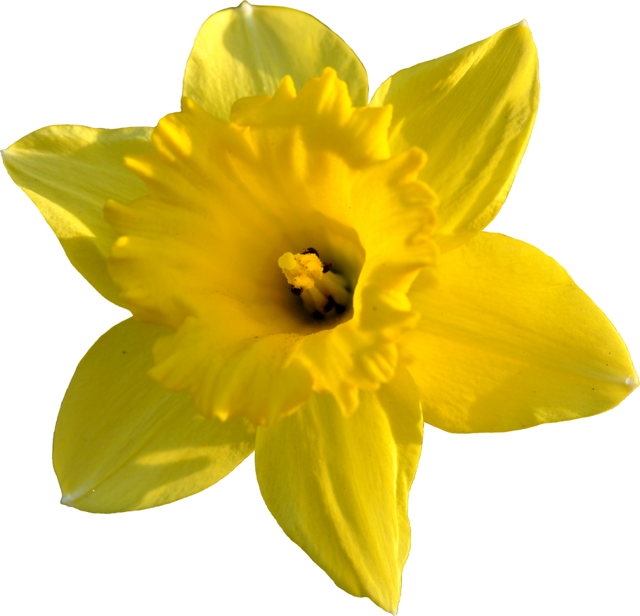 clipart flowers daffodils - photo #46