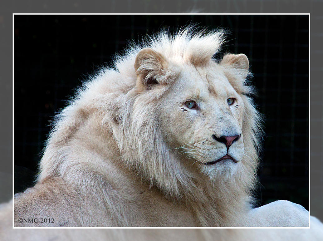 credo___the_white_lion_by_notmrscollins-