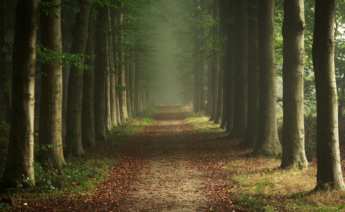 foggy_forest_by_danimatie d81g488
