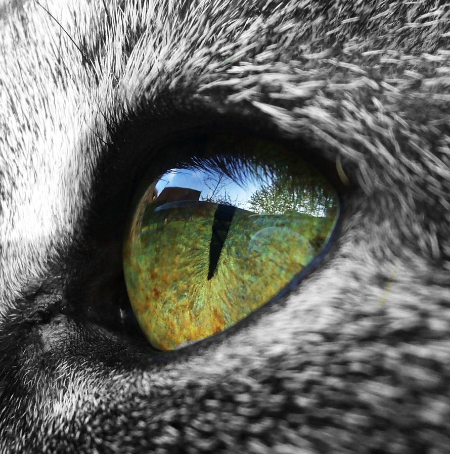green_cat_eye_by_SinchenSmiles.jpg