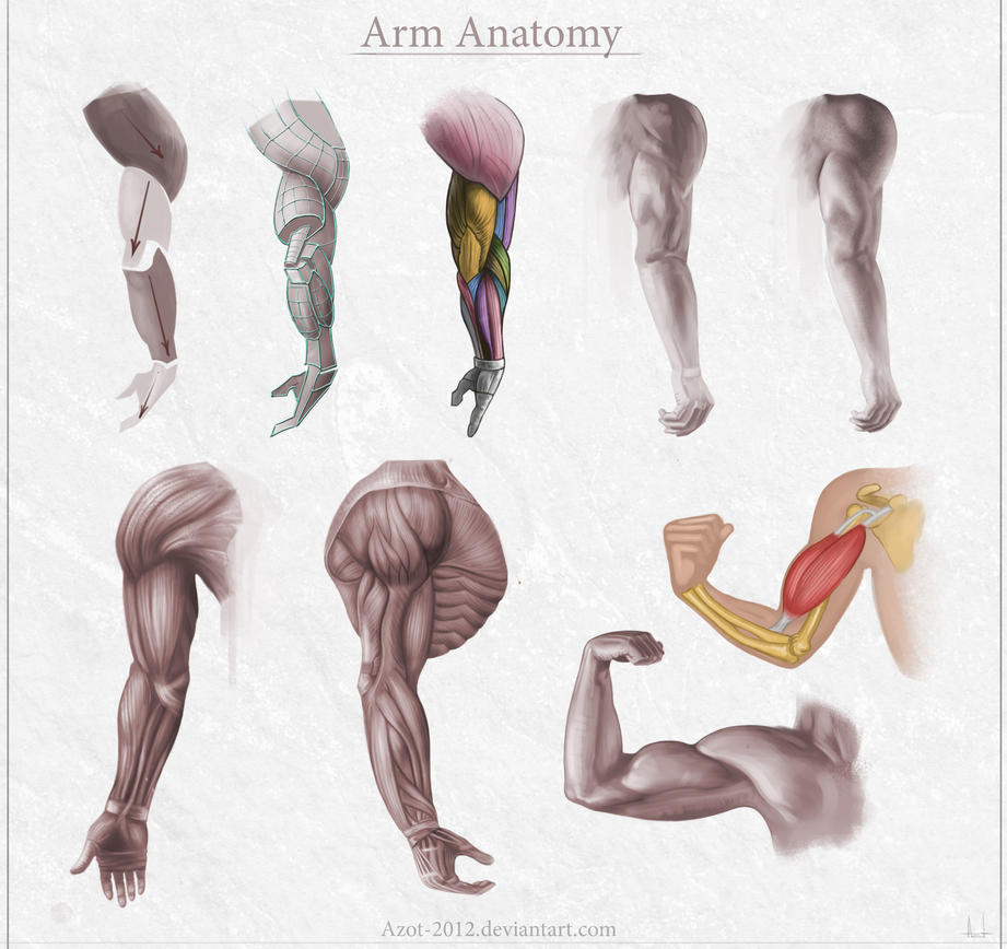 -http://th04.deviantart.net/fs70/PRE/i/2012/352/4/0/arm_anatomy_by_azot_2012-d5octp7.jpg