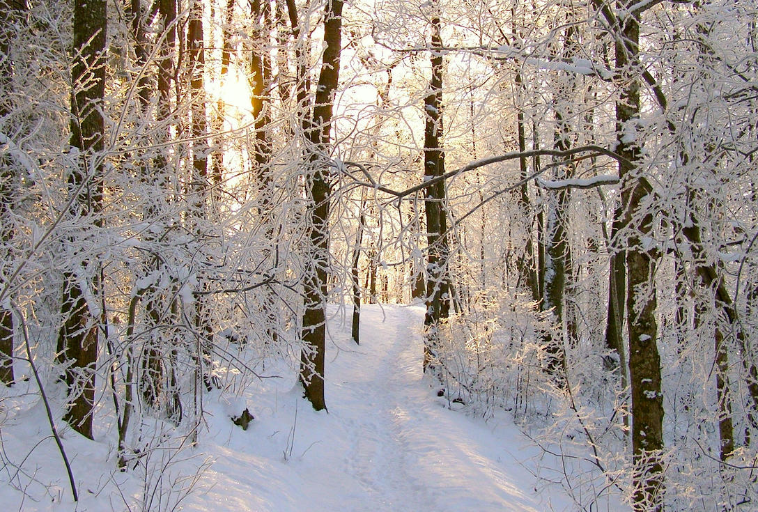 snowy forest clipart - photo #35