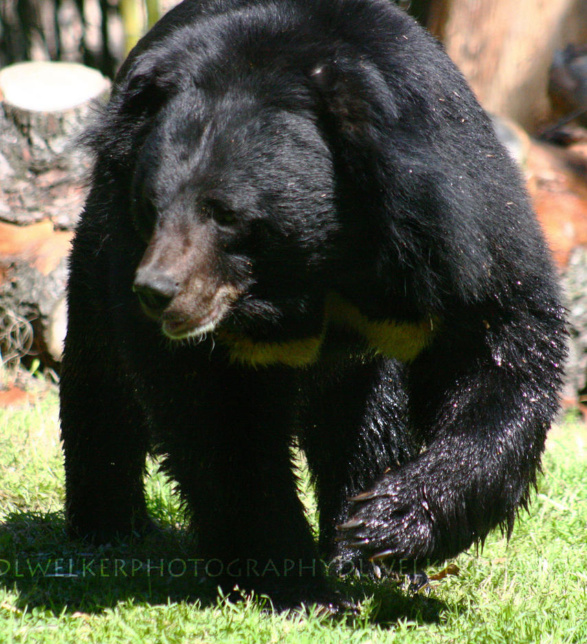 Asiatic Bear