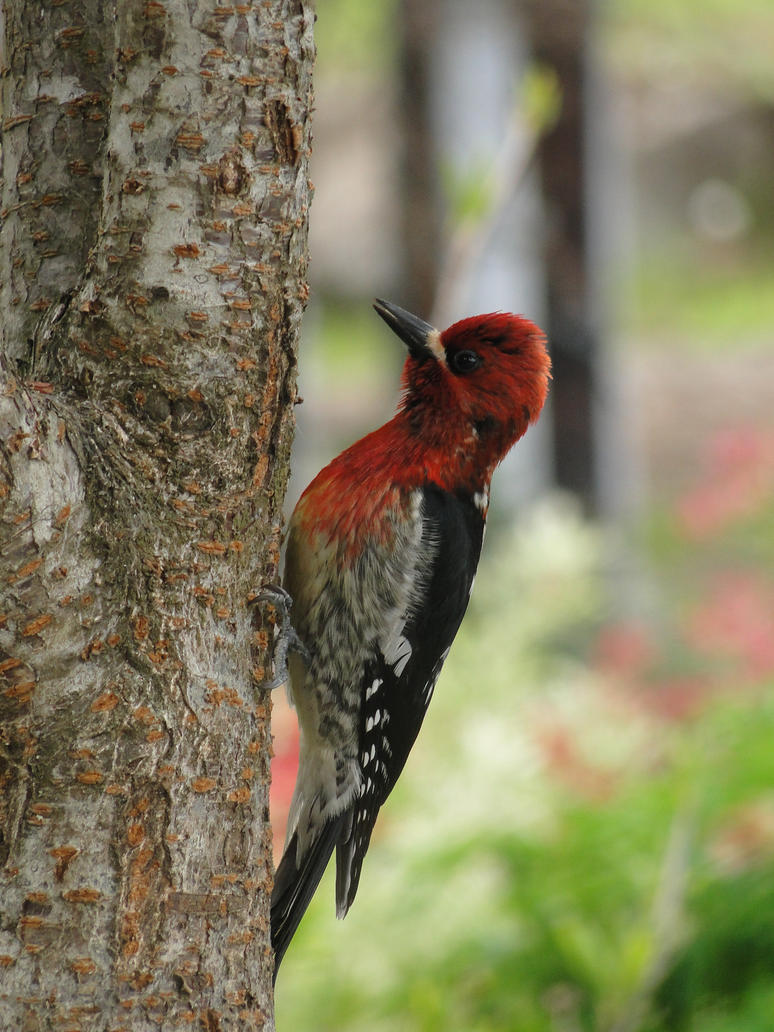 red__breasted_sapsucker_by_electric_mong