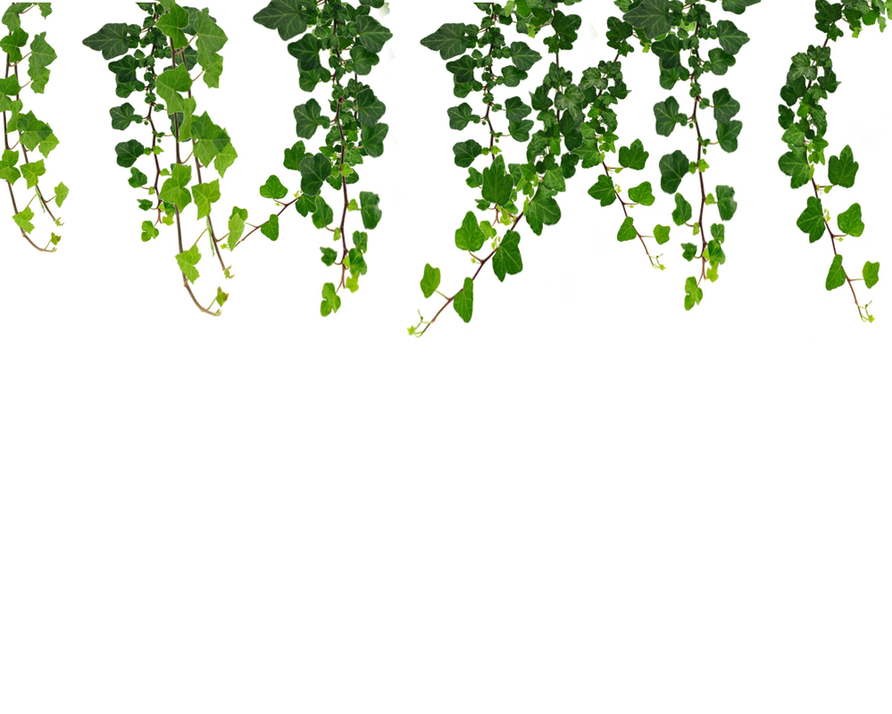hanging_vines_png_by_moonglowlilly-d67pawc.png