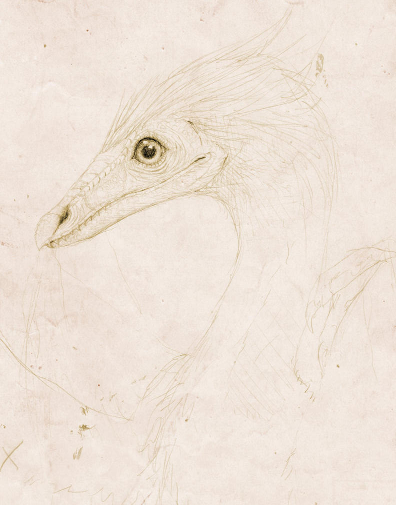 archaeopteryx_sketch_by_vassarii-d6gmea7