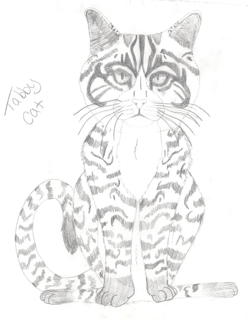 tabby cat coloring pages - photo #18