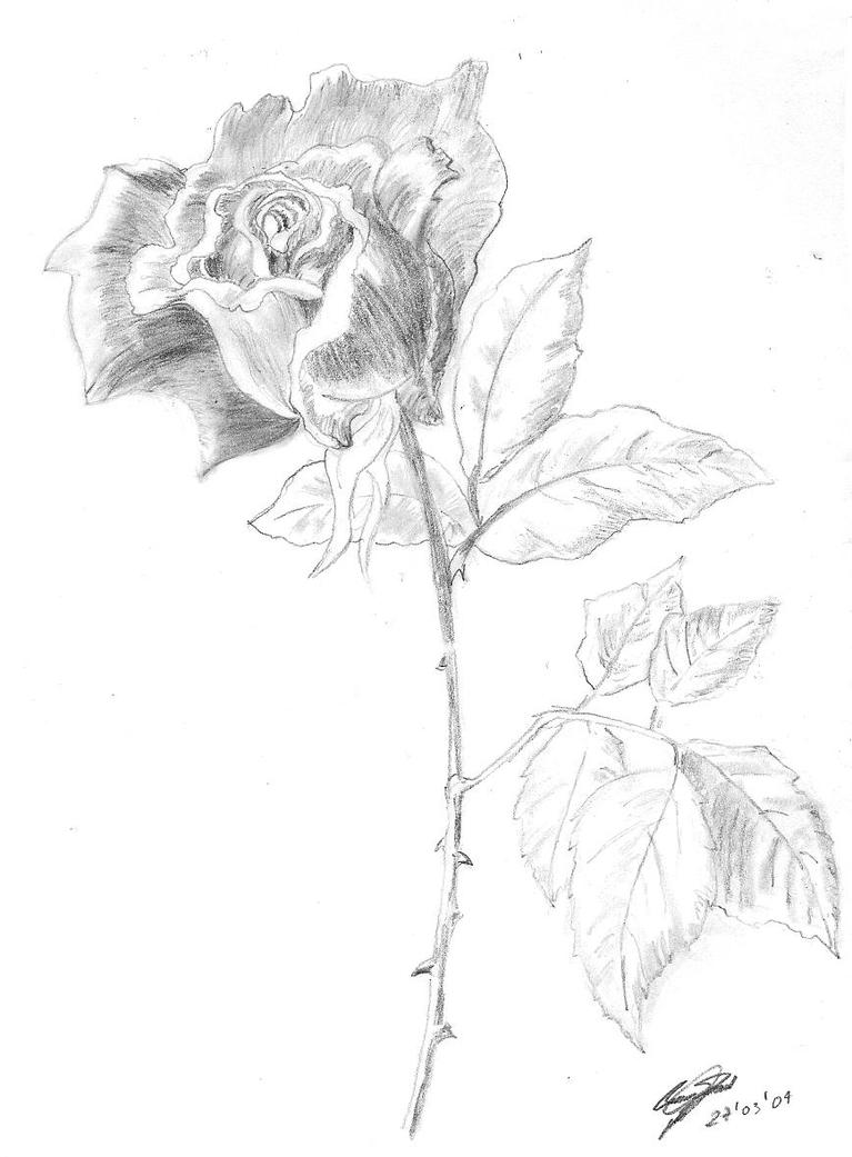 Rose sketch by Rei-David on DeviantArt